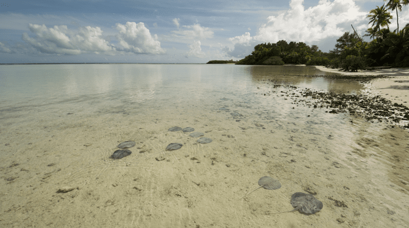 Stingrays on the shallow sand flats of St Joseph Atoll. CREDIT: Photo by Rainer von Brandis | © Save Our Seas Foundation