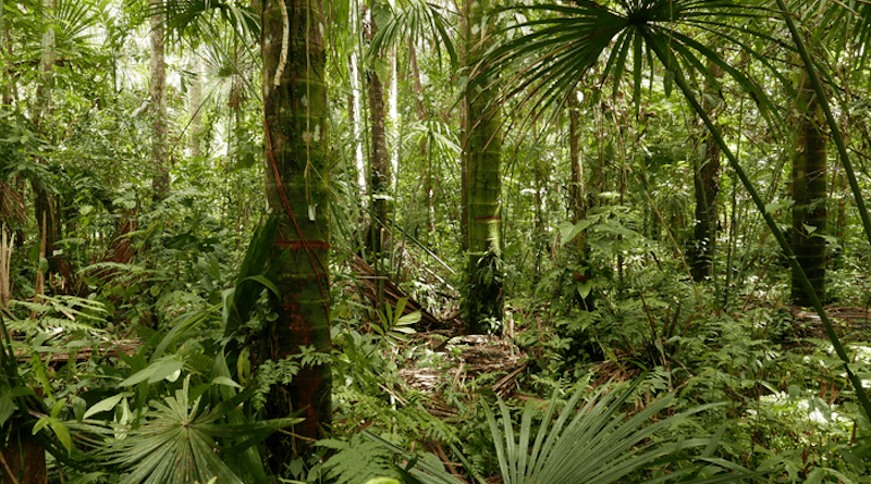 Palm swamp in lowland Peruvian Amazonia (LPA) CREDIT: Ian T. Lawson, University of St Andrews, UK.