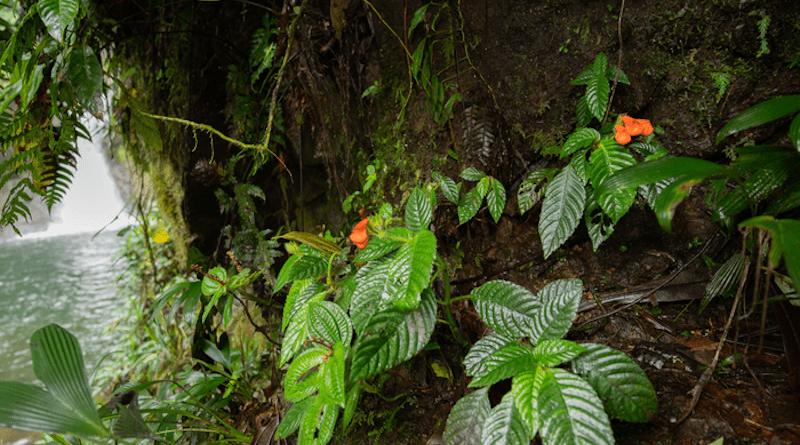 Long believed to have gone extinct, Gasteranthus extinctus was found growing next to a waterfall at Bosque y Cascada Las Rocas, a private reserve in coastal Ecuador containing a large population of the endangered plant CREDIT: Photo by Riley Fortier