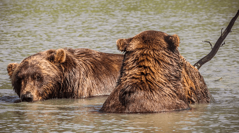America Alaska Bear To Bathe Lake Riverbank Brown