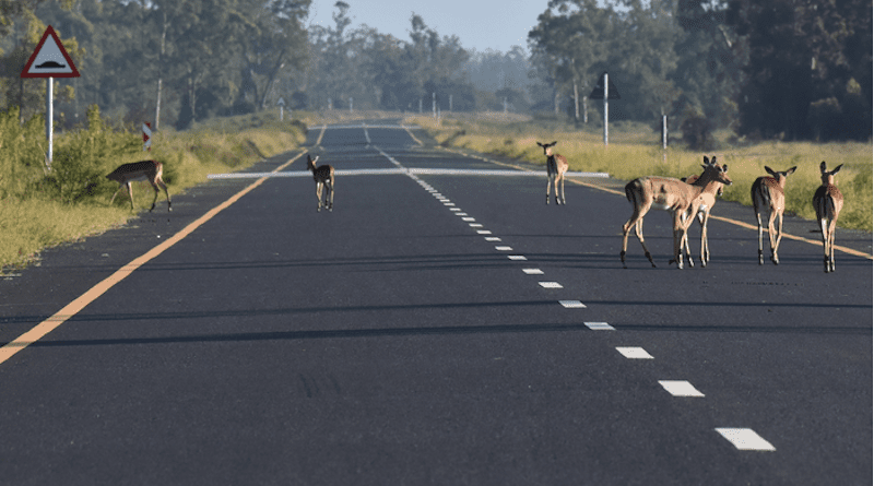Impala crossing road in Maputo Special Reserve, Mozambique CREDIT: Fabien Quetier