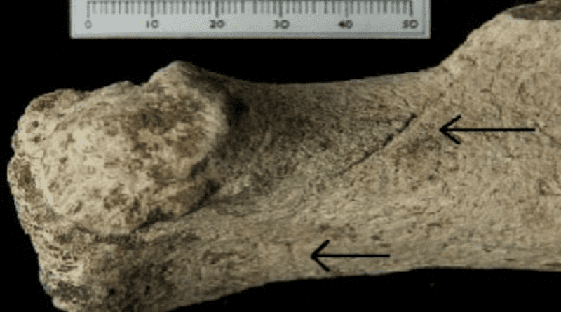 Aurochs bone with cut marks found at Blick Mead. CREDIT: University of Southampton