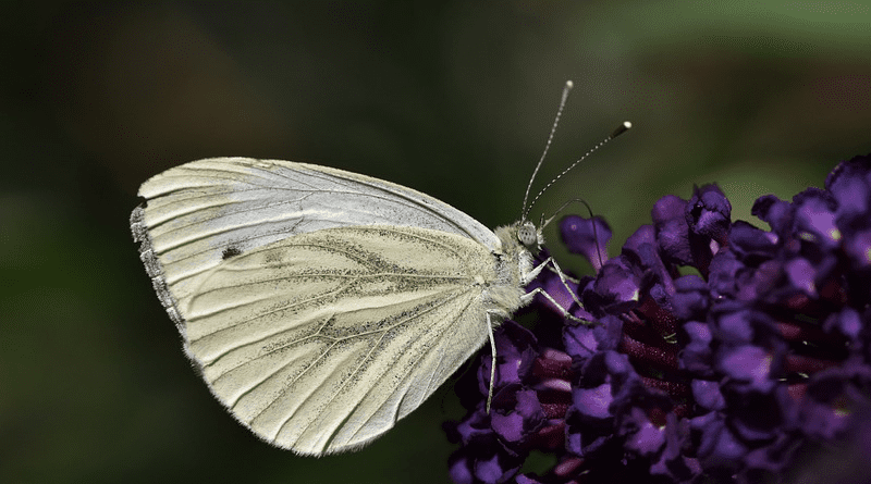 Green-Veined White Butterfly Butterfly Flower Insect