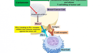 The production of PD-LI helps breast cancer cells escape the immune system, but cardamonin may block this process by inhibiting PD-L1 expression, leading to tumor cell death. CREDIT: Patricia Mendonca, Florida A&M University