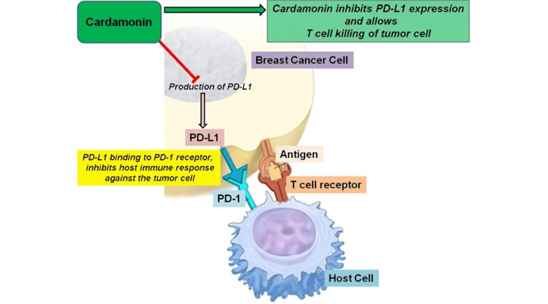 The production of PD-LI helps breast cancer cells escape the immune system, but cardamonin may block this process by inhibiting PD-L1 expression, leading to tumor cell death. CREDIT: Patricia Mendonca, Florida A&M University