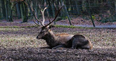 Deer Nature Forest Animal Wild Mammal Roe Deer Germany