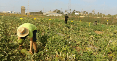 Harvesting melon in the diversified cropping system which includes melon and cowpea intercropped CREDIT: Diverfarming project