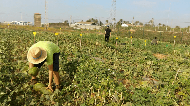 Harvesting melon in the diversified cropping system which includes melon and cowpea intercropped CREDIT: Diverfarming project