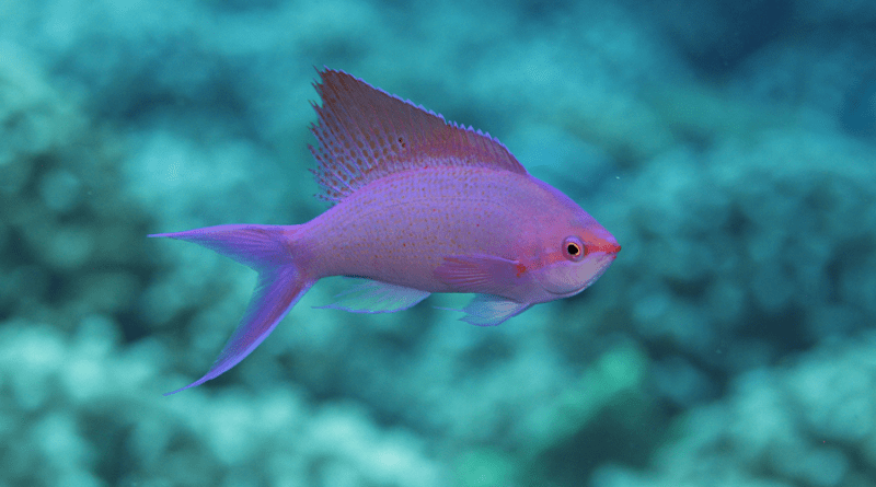 Reef fish in French Polynesia, Moorea. CREDIT: Sergio Floeter