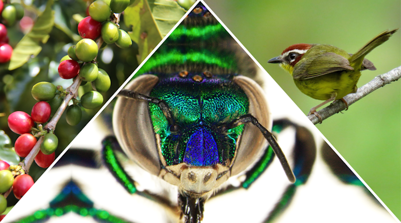 The key characters in this love story? A bee (euglossa heterosticta), a coffee plant, and a bird (rufous capped warbler). Images courtesy of CATIE and John van Dort. Composite by Mary Kueser. CREDIT: Images courtesy of CATIE and John van Dort. Composite by Mary Kueser.