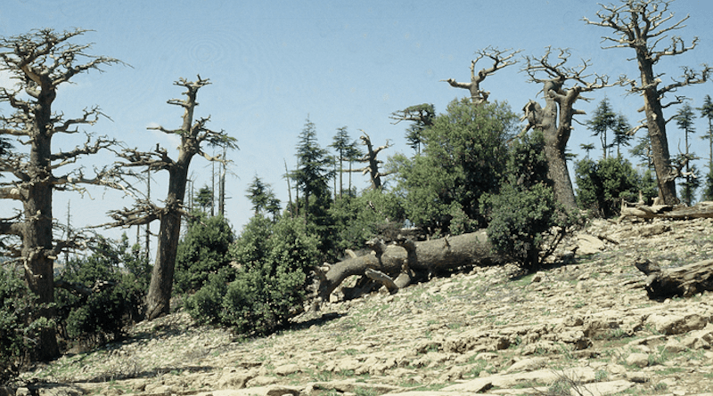Taken in 1993, this photo shows the mortality of historical forests of Atlas Cedar in Morocco. CREDIT: Csaba Mátyás, professor emeritus, University of Sopron, Hungary