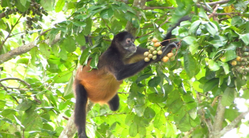 A new study of black-handed spider monkeys in Panama shows that they seek out and eat fruit that is ripe enough to have fermented, containing as much as 2% ethanol. The results shed light on the theory that the human inclination to drink alcohol may have its roots in our ancient ancestors’ affinity to consume fermenting but nutritious fruit. CREDIT: Victoria Weaver/CSUN
