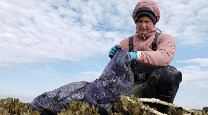Brittany Collins of The Nature Conservancy measures oysters and crabs on Feb. 10, 2021, on a restored reef in the Hillcrest Oyster Sanctuary. CREDIT: Photo by Bo Lusk, The Nature Conservancy
