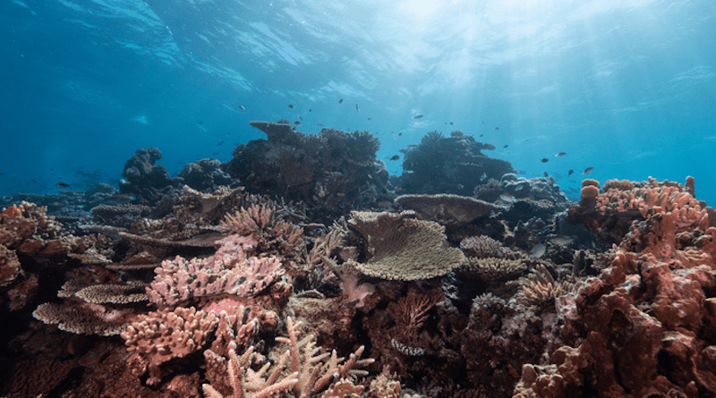 Coral reef. CREDIT: Tom Vierus © WCS