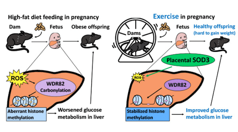 Maternal exercise protects offspring from the detrimental effects on their glucose metabolism when the mother consumes a high-fat diet. Exercise-induced, placenta-derived SOD3 protein plays a fundamental role in improving the levels of reactive oxygen species (ROS), protein carbonylation, and histone modification. CREDIT: Kusuyama et al.