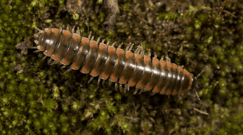 The newly described twisted-claw millipede, Nannaria swiftae CREDIT: Dr Derek Hennen