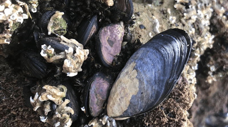 Blue mussels (Mytilus spp) CREDIT: Flinders University