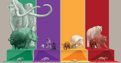 An illustration featuring mammalian herbivores (green), omnivores (purple), invertivores (yellow) and carnivores (red). Each column includes mammal species lost in the past 2.58 million years (light shade); those expected to be lost in the near future (medium shade, probability of extinction >50%); and those likely to persist (dark shade, probability of extinction