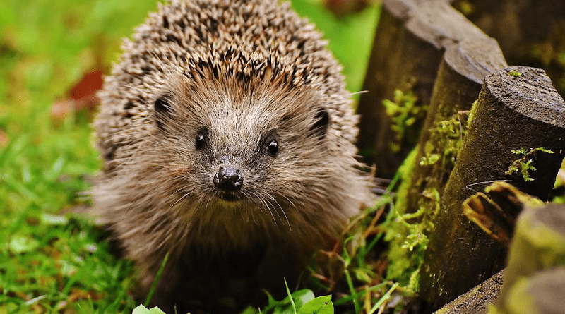 Hedgehog Animal Hoglet Spur Nature Mammal