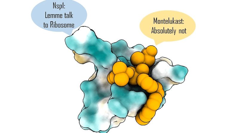 Targeting Nsp1 with montelukast helps prevent shutdown of host protein synthesis CREDIT: Mohammad Afsar
