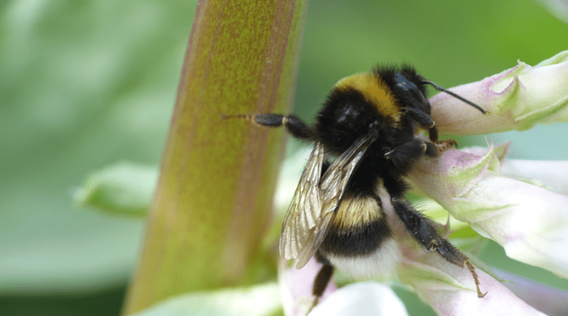 A bumblebee stealing nectar from a faba bean CREDIT: Nicole Beyer