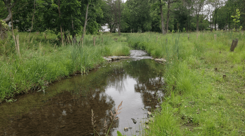 Restored streams help reduce nutrients from reaching downstream waters and the Chesapeake Bay. The grassy, open banks of the restored stream above allow lots of sunlight to reach slow-moving headwaters, which helps to absorb and reduce nitrogen loads. CREDIT: Tom Doody