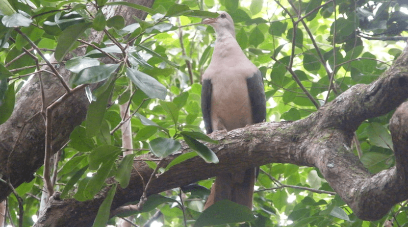 Pink pigeon of Mauritius CREDIT: Mauritian Wildlife Foundation