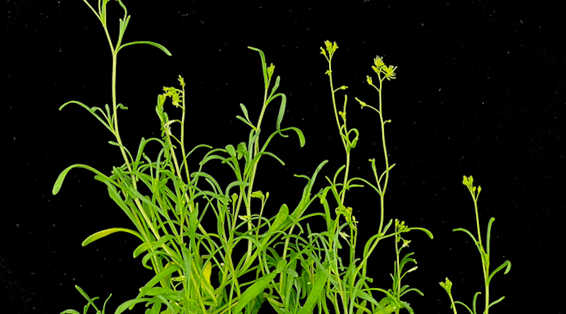 Schrenkiella parvulais a plant that can grow – even thrive – in extremely salty conditions. Researchers in the Dinneny lab study this plant to understand this special adaptation and how they might be able to modify other plants to withstand similarly stressful environments. CREDIT: José Dinneny