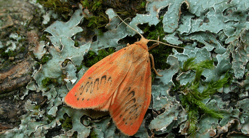 Rosy Footman moth, found in woodland CREDIT: Patrick Clement
