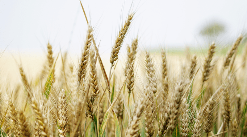 New research identifies ways to increase crop yields by incorporating strategies from a fast-growing algal species into plants such as wheat and rice. CREDIT: Pixabay
