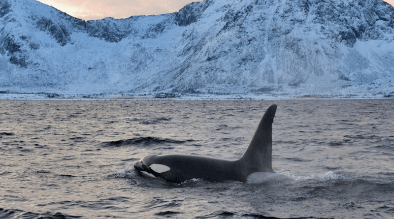 Researchers can now accurately predict the diets of remote killer whale populations using their blubber fatty acids. CREDIT: Dr. Rune Dietz from Aarhus University