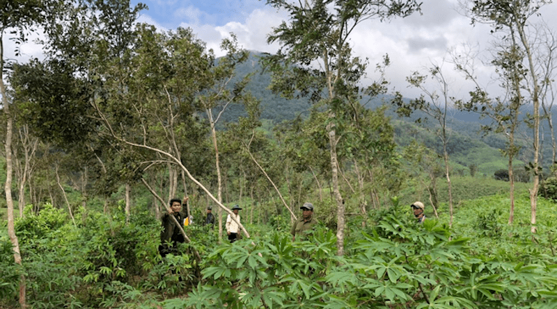 Remnant rosewood in farmland in Central Laos. CREDIT: National Agriculture and Forestry Research Institute (Lao)