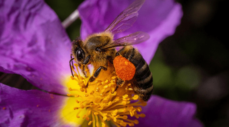 Honeybee harvesting pollen and carrying it to its pollen basket” CREDIT: Yannis Varouhakis (instagram.com/varouhakis)