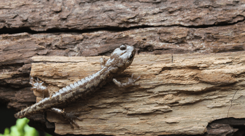 The wandering salamander, Aneides vagrans, is about 4 inches (10 centimeters) long and lives its entire life in the crowns of redwood trees more than 150 feet above the ground. Researchers discovered that it has adapted to its high-rise lifestyle by developing the ability to parachute and glide when falling. CREDIT: Christian Brown