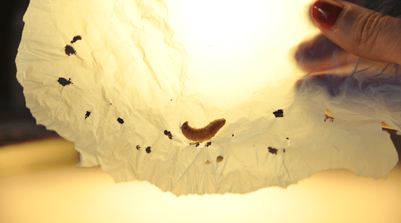 A team of CSIC researchers has discovered that wax worm saliva degrades plastic; a discovery with numerous applications for treating or recycling plastic waste. Back in 2017, the team discovered that this worm species (the lepidopteran Galleria mellonella) is able to break down plastic (polyethylene), and now they have discovered just how it does this: its saliva contains enzymes (pertaining to the phenol oxidase family) that can rapidly set off polyethylene degradation at room temperature. These enzymes are the first and only known enzymes capable of degrading polyethylene plastic without requiring pre-treatment, according to Federica Bertocchini, a CSIC researcher at the CIB-CSIC (Centre for Biological Research) who led the study. The results of the work, pending review, have been published in preprint in the BioRxiv online archive. The study was partly funded by Roechling Foundation (Germany). CREDIT: César Hernández Regal