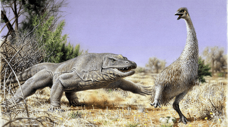 Detail from an illustration of Genyornis being chased from its nest by a Megalania lizard in prehistoric Australia. Illustration supplied by the artist Peter Trusler. CREDIT: Peter Trusler
