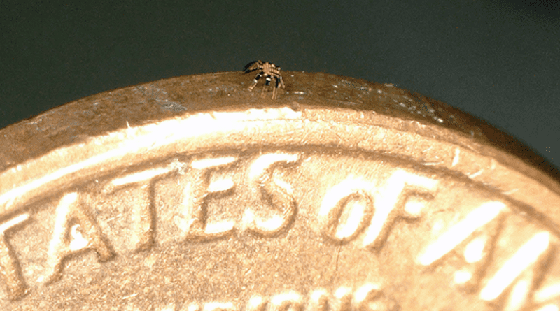 Smaller than a flea, a single crab robot stands on the edge of a coin. CREDIT: Northwestern University