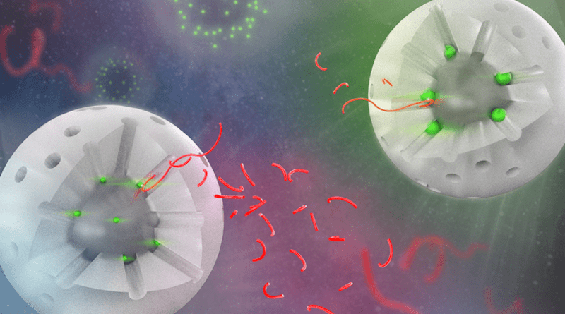 Visual of two variations of the catalyst, with a segment of the shell removed to show the interior. The white sphere represents the silica shell, the holes are the pores. The bright green spheres represent the catalytic sites, the ones on the left are much smaller than the ones on the right. The longer red strings represent the polymer chains, and the shorter strings are products after catalysis. All shorter strings are similar in size, representing the consistent selectivity across catalyst variations. Additionally, there are more smaller chains produced by the smaller catalyst sites because the reaction occurs more quickly. CREDIT: Image courtesy of Argonne National Laboratory, U.S. Department of Energy