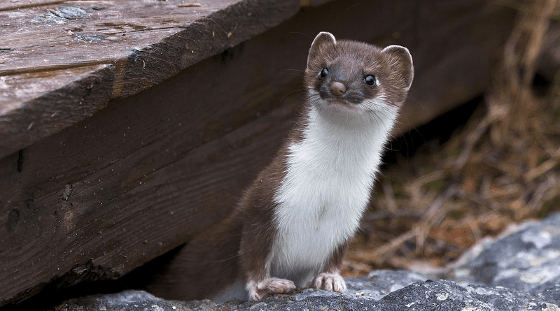 Weasel Fur Whiskers Rodent Mammal Animal