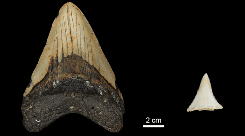 Tooth size comparison between extinct Early Pliocene Otodus megalodon tooth and a modern great white shark. CREDIT: © MPI for Evolutionary Anthropology
