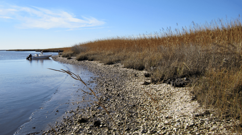 Eroding archaeological site on Maryland’s Eastern Shore. Sites like this contain massive quantities of oysters harvested over 1,000 years ago and were key to forming the foundation for this study. The dense accumulation of oysters are all archaeological oysters dated to over a millennia ago, with intact deposits lying underneath the marsh to the right. A new global study of Indigenous oyster fisheries co-led by Smithsonian’s National Museum of Natural History anthropologist Torben Rick and Temple University anthropologist and former Smithsonian postdoctoral fellow Leslie Reeder-Myers shows that oyster fisheries were hugely productive and sustainably managed on a massive scale over hundreds and even thousands of years of intensive harvest. The study’s broadest finding was that long before European colonizers arrived, the Indigenous groups in these locations harvested and ate immense quantities of oysters in a manner that did not appear to cause the bivalves’ populations to suffer and crash. CREDIT: Torben Rick