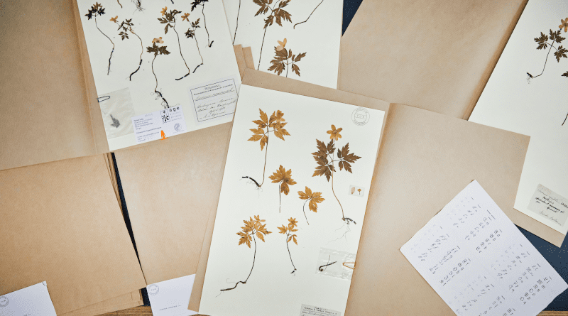 Herbarium specimen of Anemone nemorosa, wood anemone, from the Herbarium of the University of Tübingen (Herbarium Tubingense). Photo: University of Tübingen/Jörg Jäger