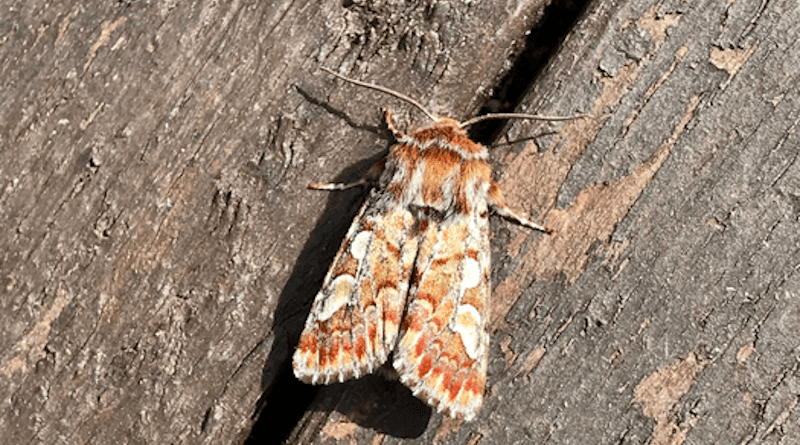 Pine beauty moth (Panolis flammea). CREDIT: Olli-Pekka Tikkanen.
