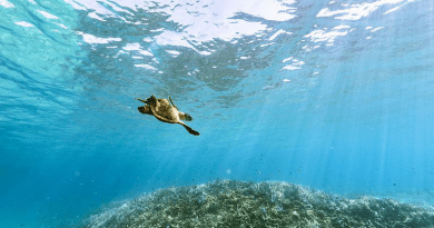 Hawksbill Sea Turtle Underwater Subtropical Sea