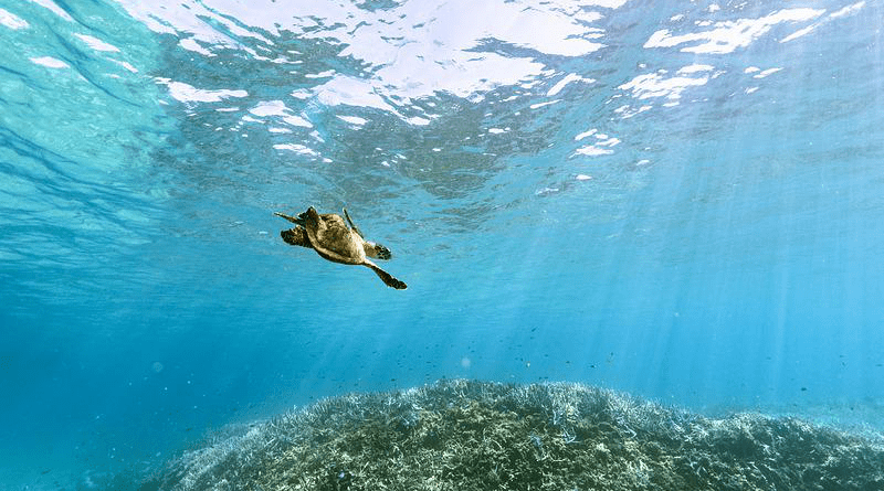Hawksbill Sea Turtle Underwater Subtropical Sea