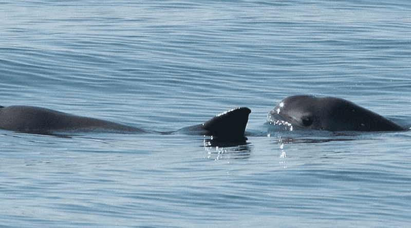 Vaquita porpoises CREDIT: Paula Olson/NOAA