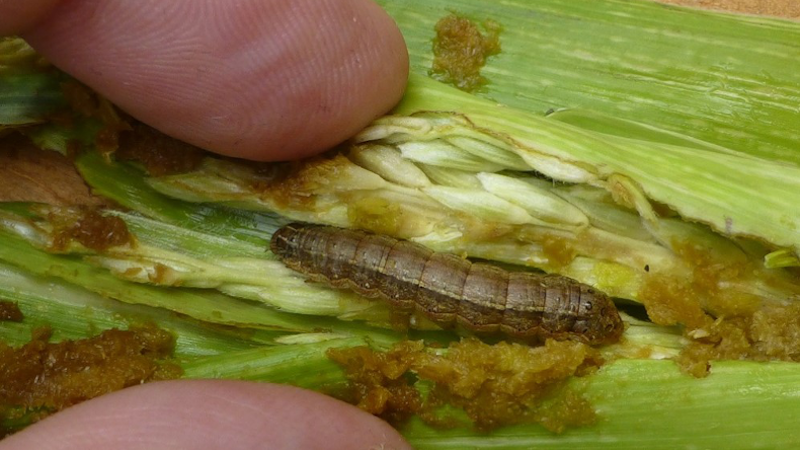Since late 2016 when fall armyworm was detected in Africa, it has spread throughout most of the continent, leading to food insecurity among smallholders. Copyright: CABI