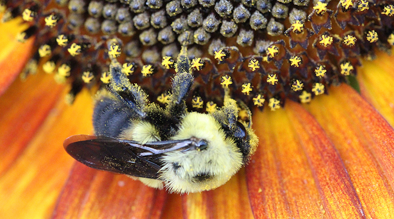 Shorter and wider flowers could be less hospitable to the eastern bumble bee. CREDIT: Mario Simon Pinilla-Gallego