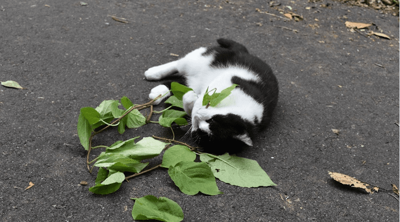 A cat licks and chews silver vine leaves. CREDIT: Masao Miyazaki & Reiko Uenoyama