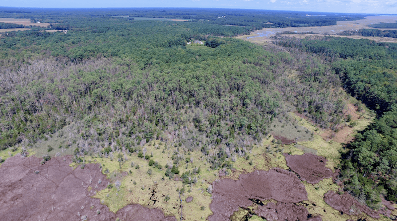Ghost forests—areas of trees recently killed by rising saltwater—are a clear sign of sea-level rise and marsh migration into rural land. CREDIT: Dr. Matt Kirwan/VIM